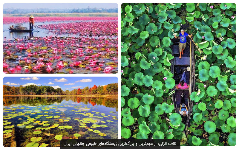 تالاب بندر انزلی